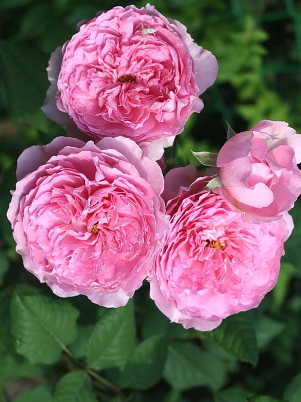 Купить саженцы розы английской Кери