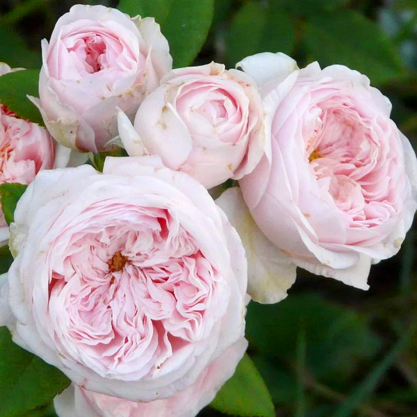 Купить саженцы розы английской Клер Роуз