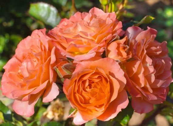 Купить саженцы розы бордюрной Колибри