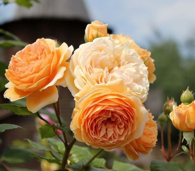 Купить саженцы розы английской Краун Принцесса Маргарет