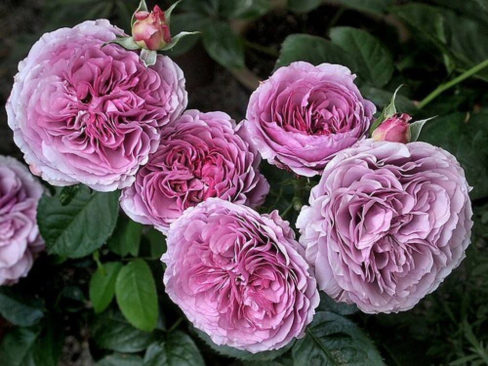 Купить саженцы розы флорибунди Лавендер Айс