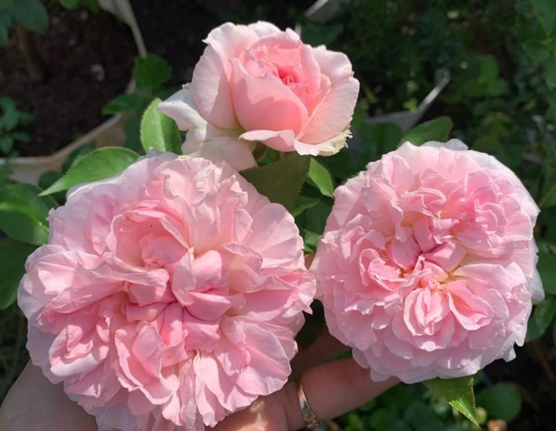 Купить саженцы розы английской Миранда