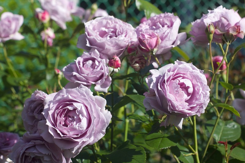 Купить саженцы розы флорибунди Новалис