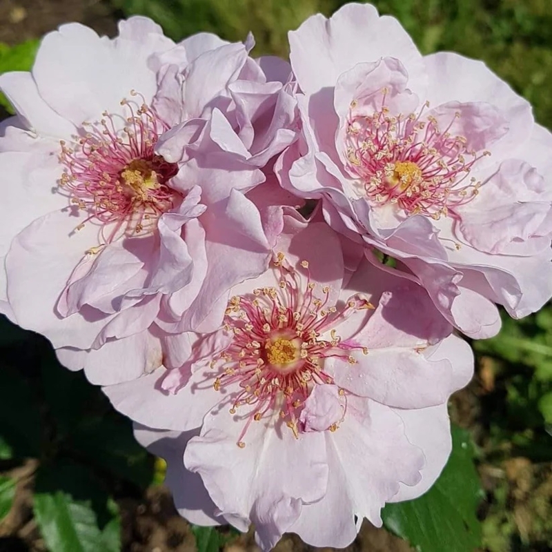 Купить саженцы розы флорибунды Одиссей