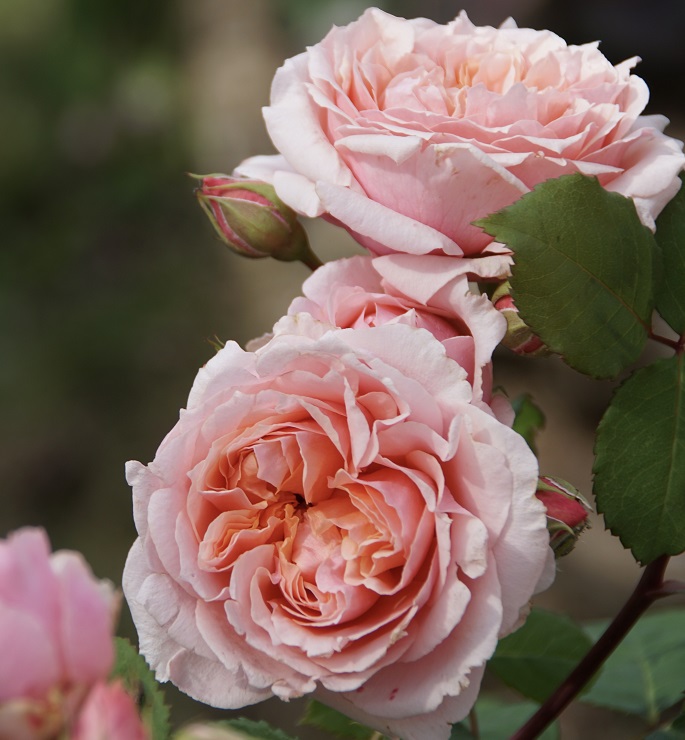 Купить саженцы розы шраб Поль Бокус