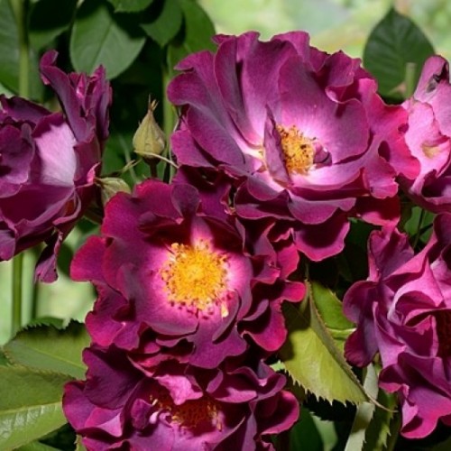 Купить саженцы розы шраб Принцесса Сабилла 