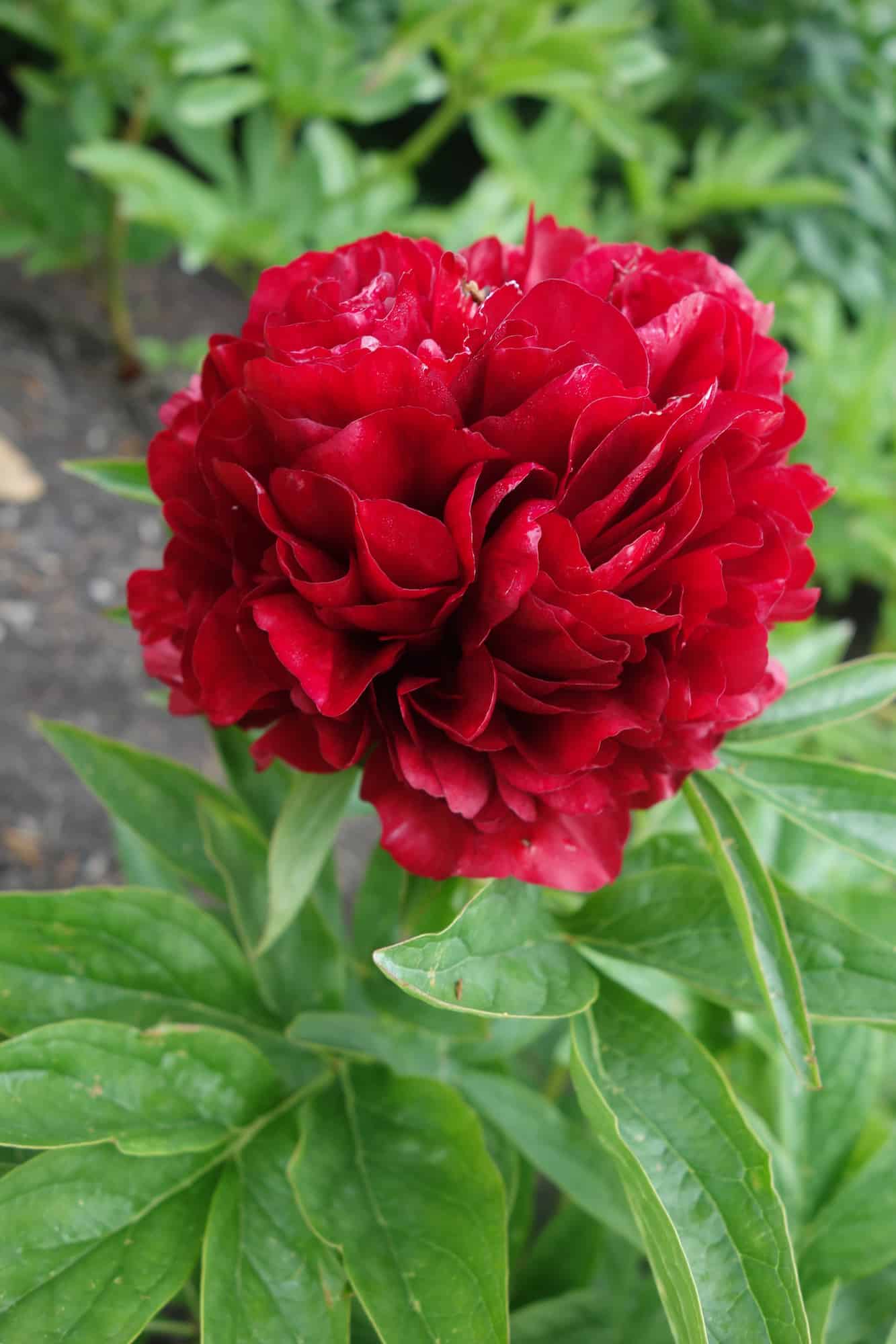 Купить саженцы пиона травянистой Элиза Ланди