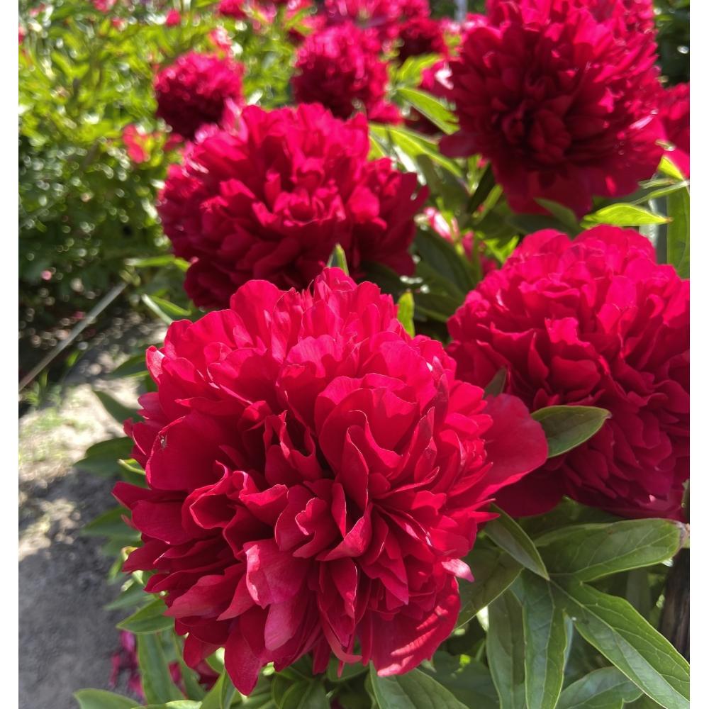 Купить саженцы пиона травянистой Элиза Ланди