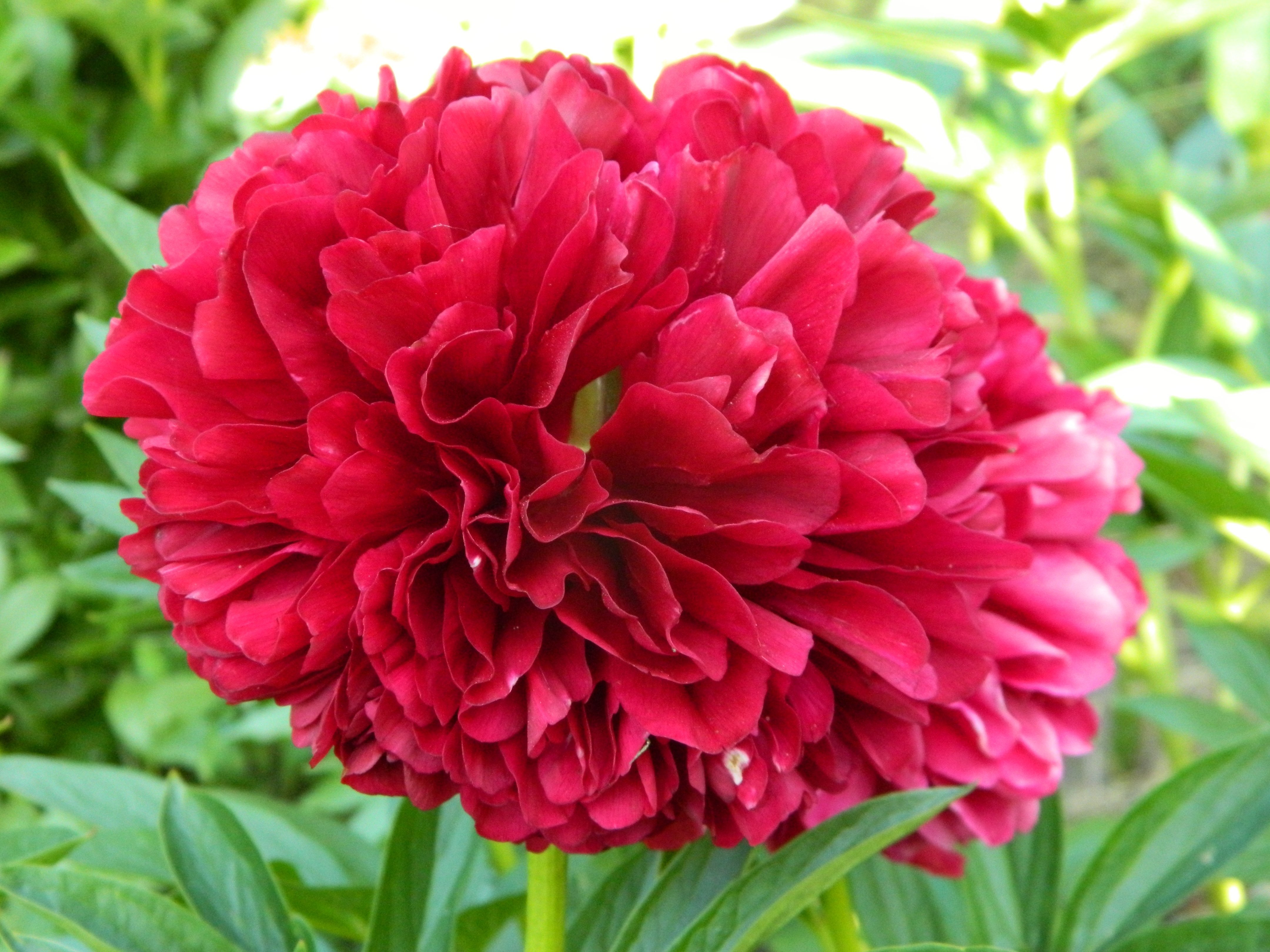 Купить саженцы пиона травянистой Элиза Ланди