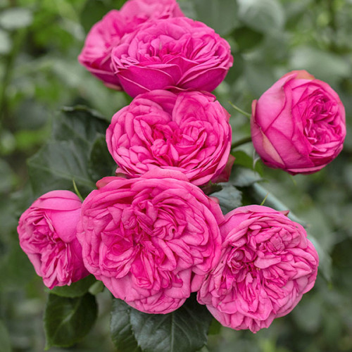 Купить саженцы розы английской Пинк пиано