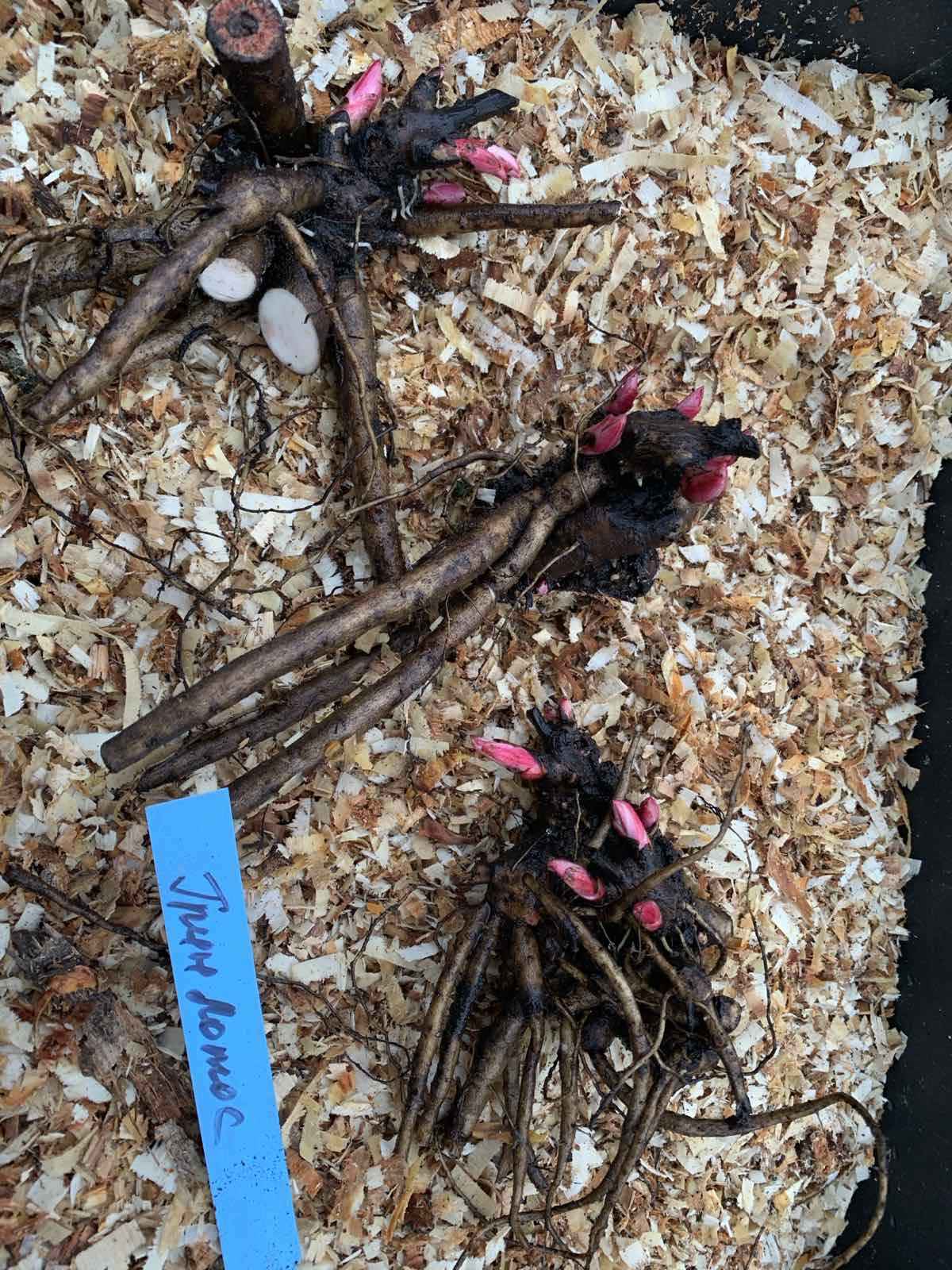 Купить саженцы пионов травянистых