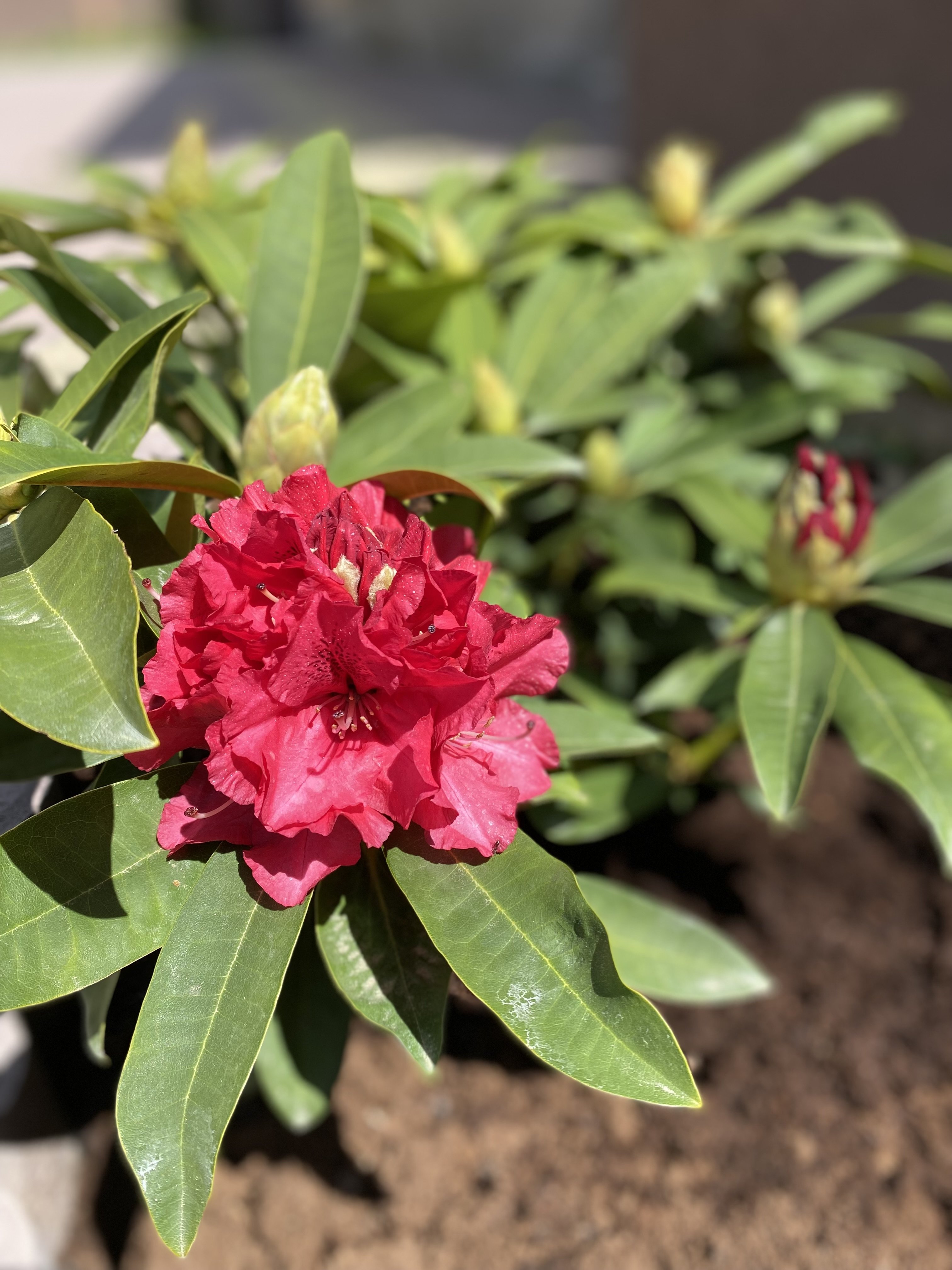 Купить саженцы рододендрона Вилгенс Руби