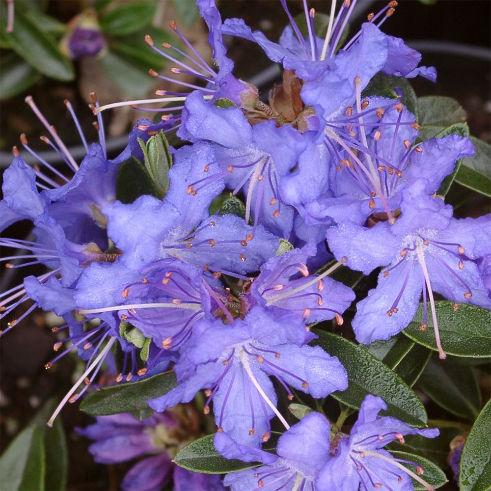 Купить саженцы рододендрона Найт Скай