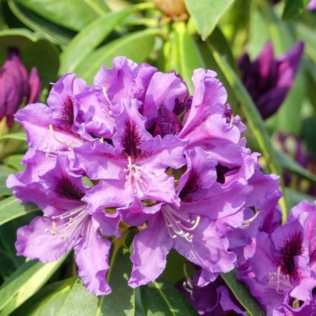 Купить саженцы рододендрона Распутин