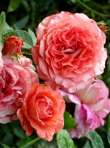 Купить саженцы розы флорибунди Спешл Меморис