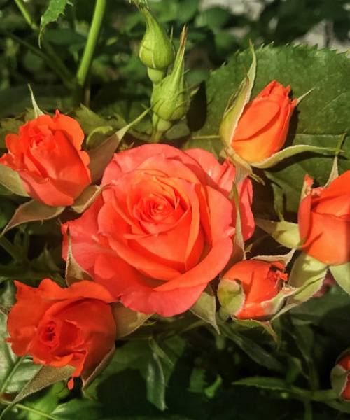 Купити саджанці троянди спрей Алегрія