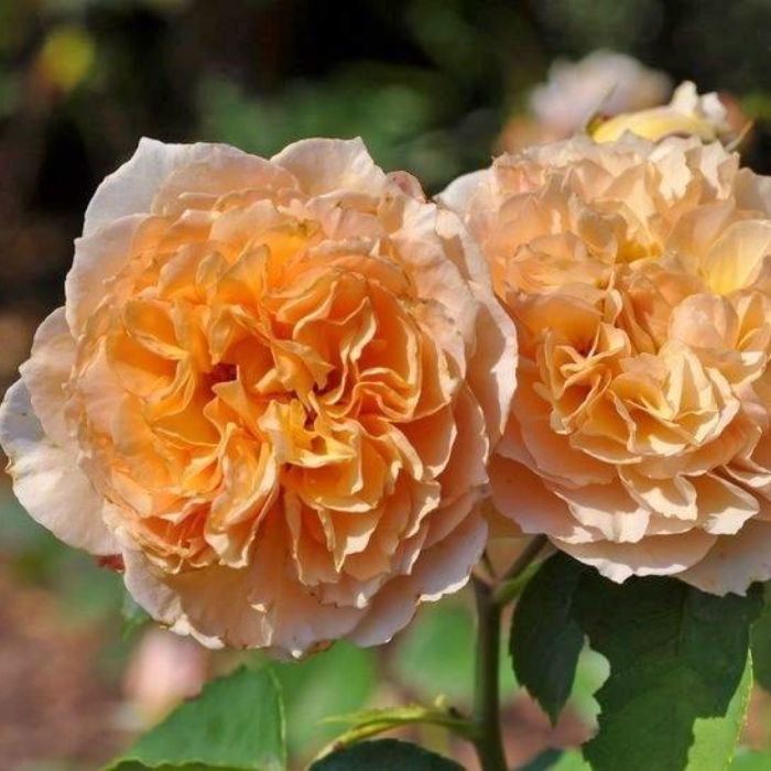 Купить саженцы розы шраб Фруфрутант Жаки