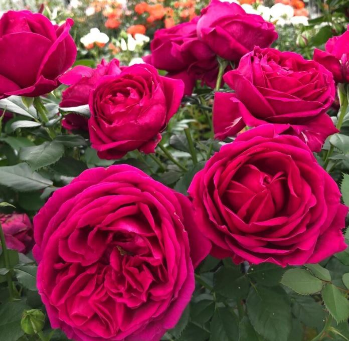 Купить саженцы розы флорибунди Фюр Элизе