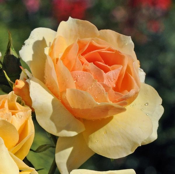 Купити саджанці троянди флорібунди Ханзештадт Росток