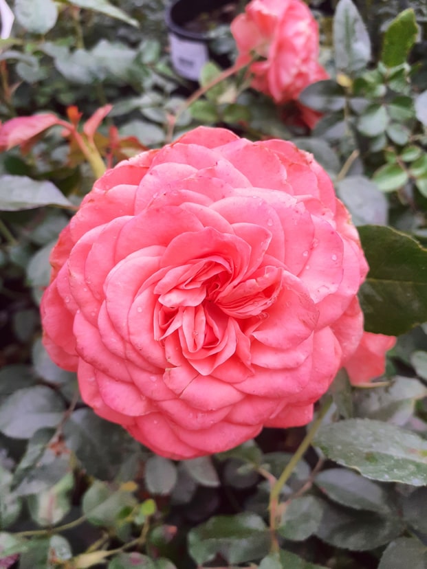 Купить саженцы розы флорибунды Шакенборг Касл