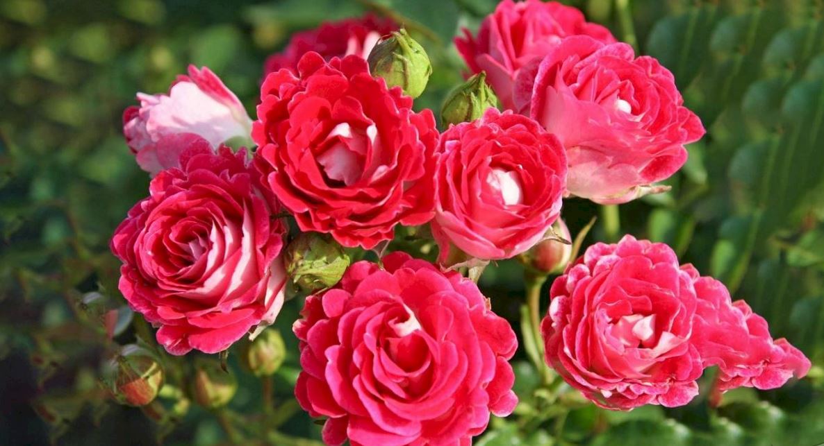 Купить саженцы розы флорибунда Шоне Кобленцерин