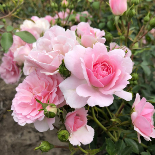 Купить саженцы розы флорибунди Ю а Бьютифул