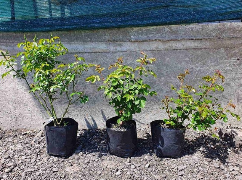 Купити саджанці троянд в горщику