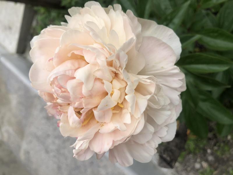 Пион травянистый Class Act (Класс Акт)