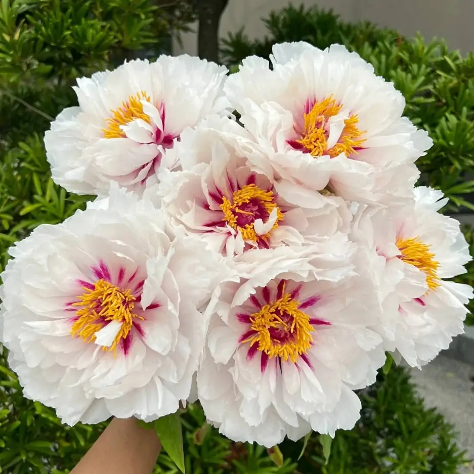 Пион древовидный Fairy Moon Yue Gong Zhu Guang (Фейри Мун Юэ Гун Чжу Гуан)