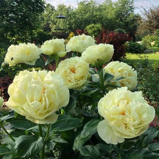 Пион травянистый Lemon Chiffon (Лемон Шиффон)