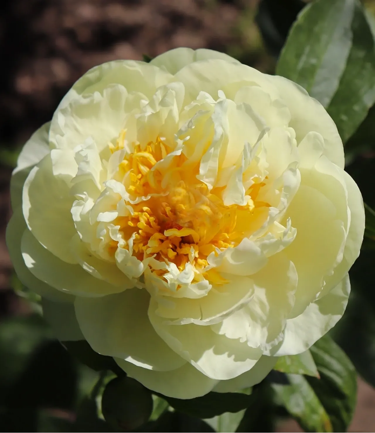 Півонія трав'яниста Lemon Chiffon (Лемон Шиффон)