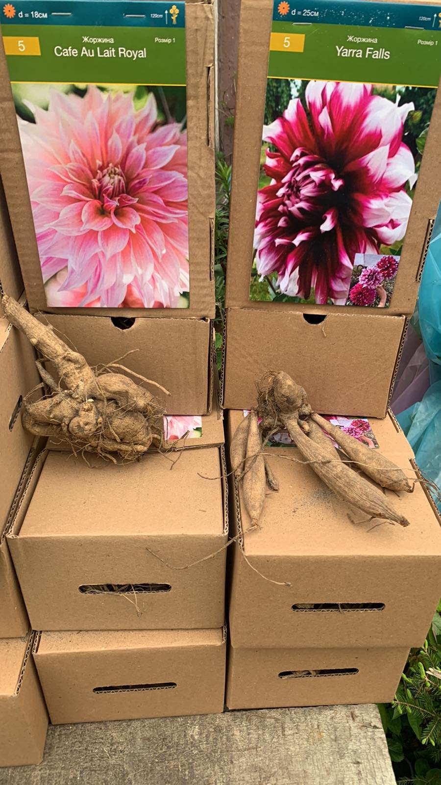 Купити бульби жоржин 