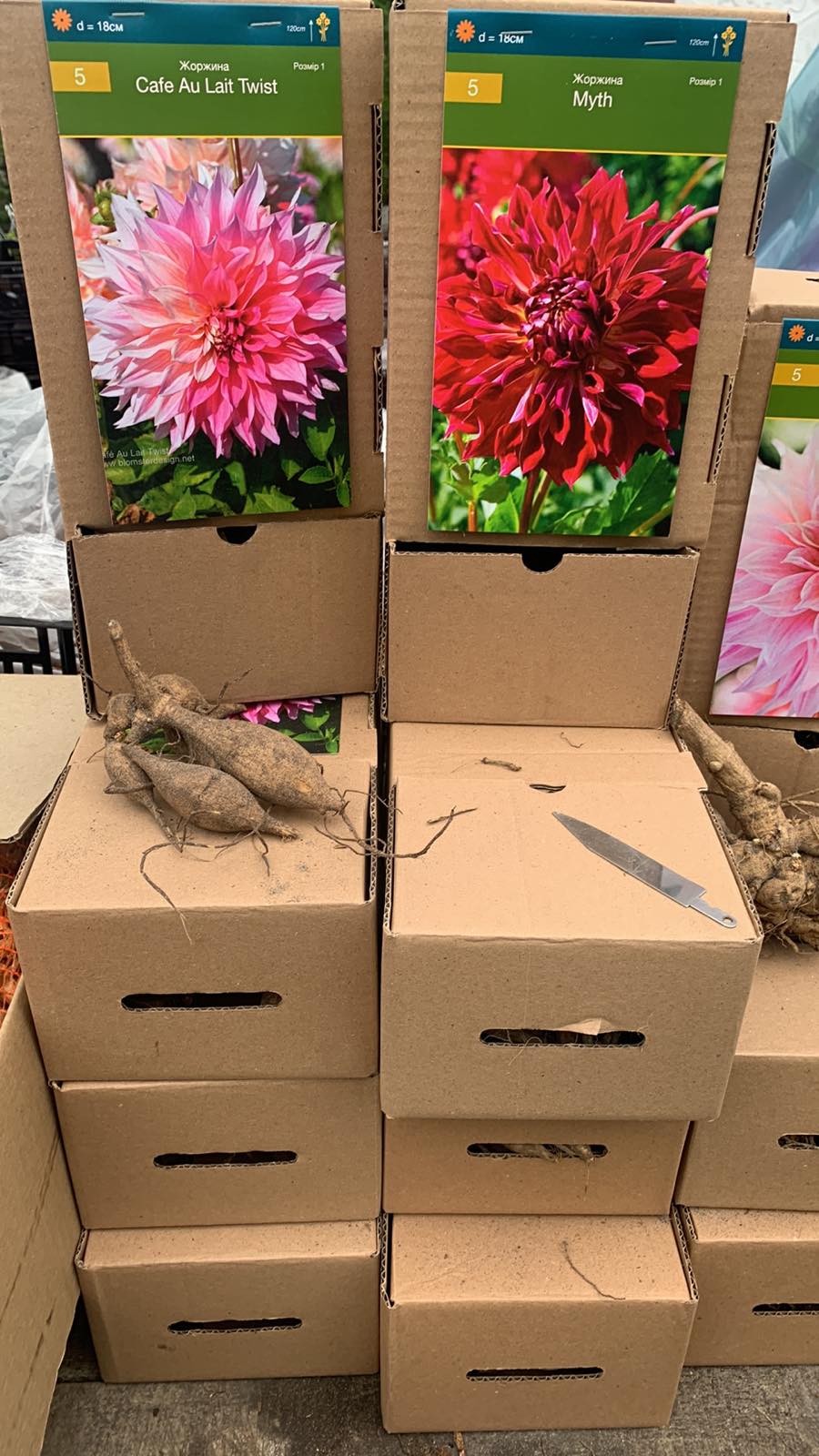 Купить клубни георгин