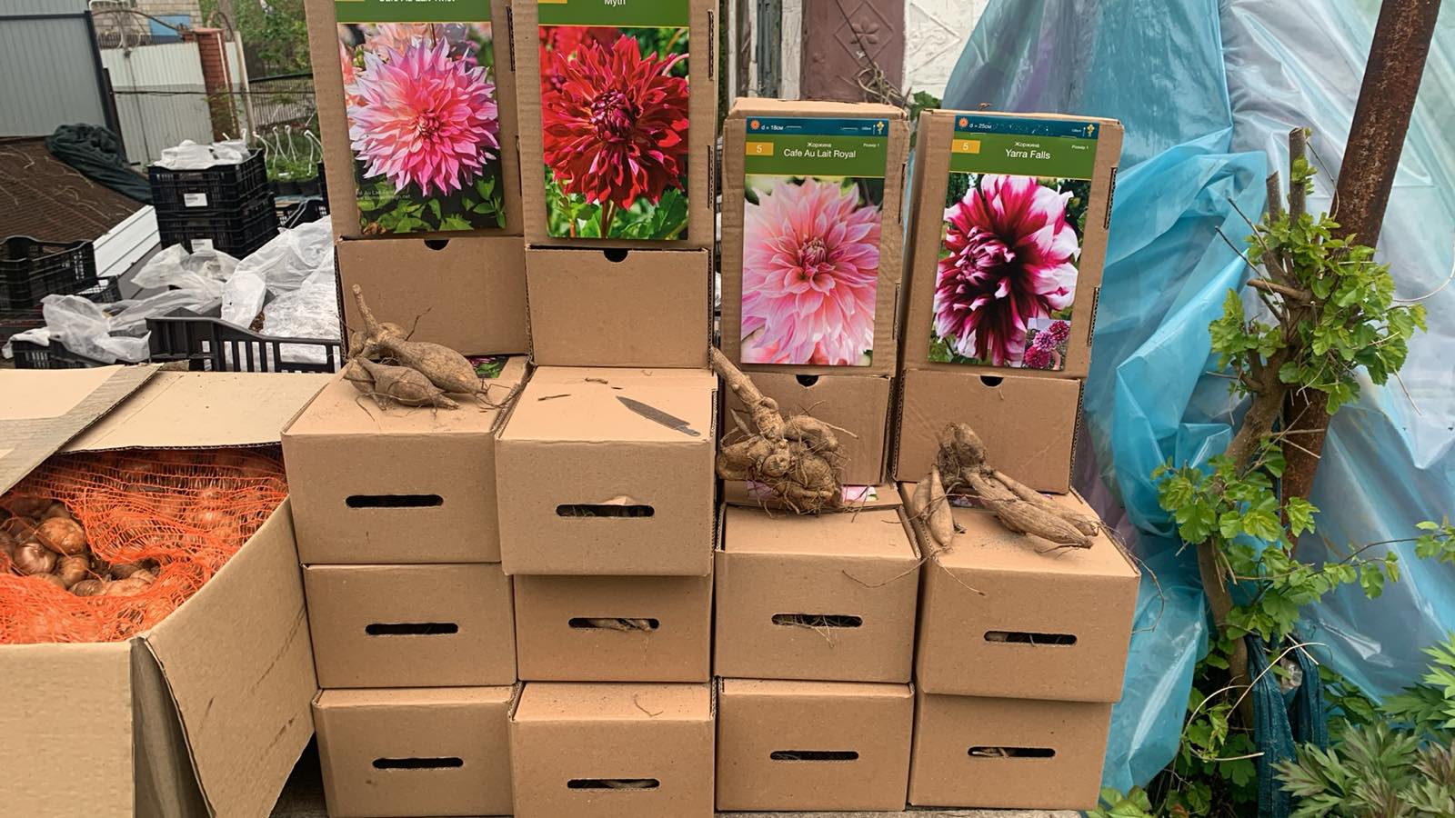 Купити бульби жоржин самовивозом 