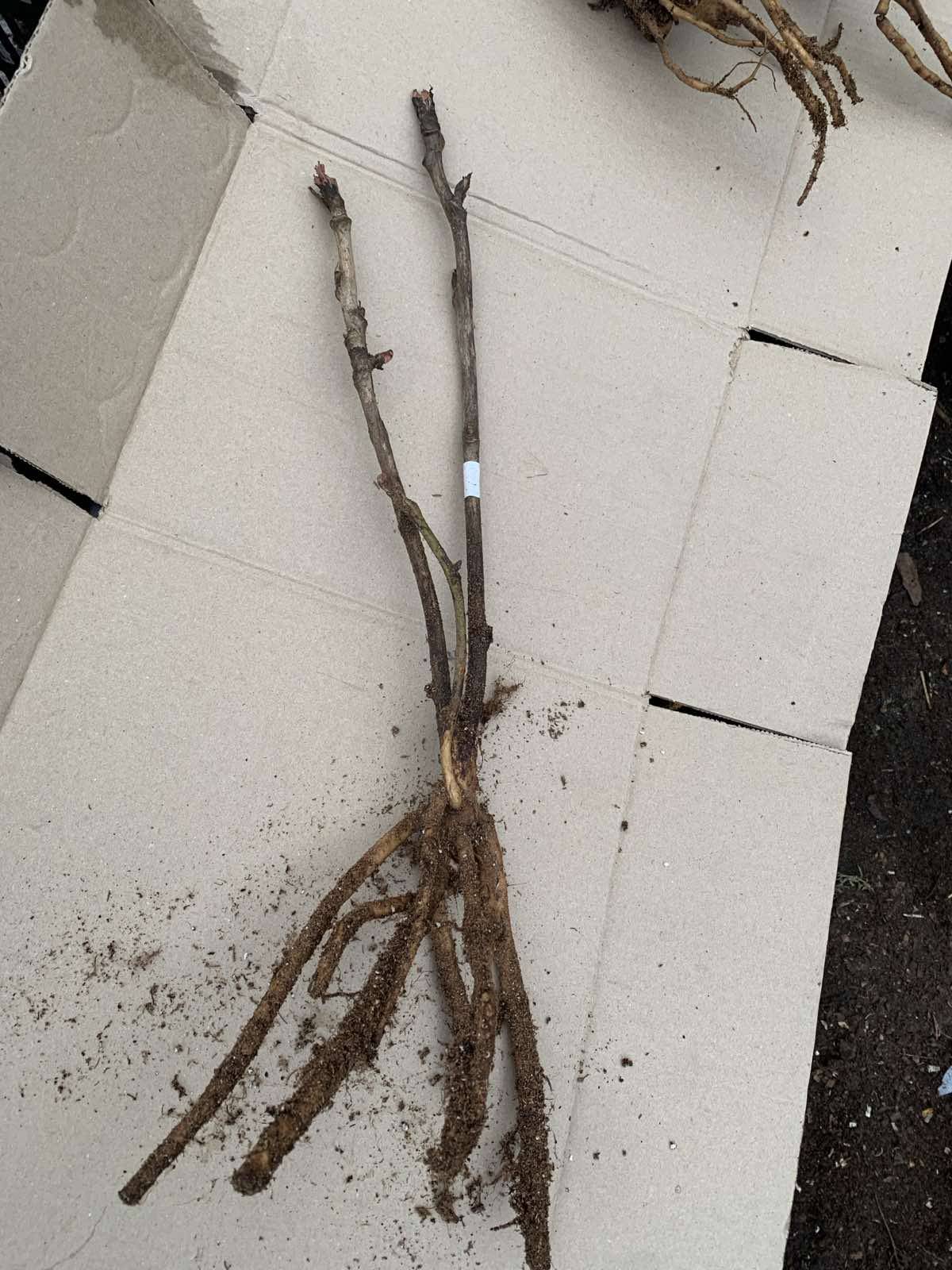 Купити саджанці деревовидних півоній