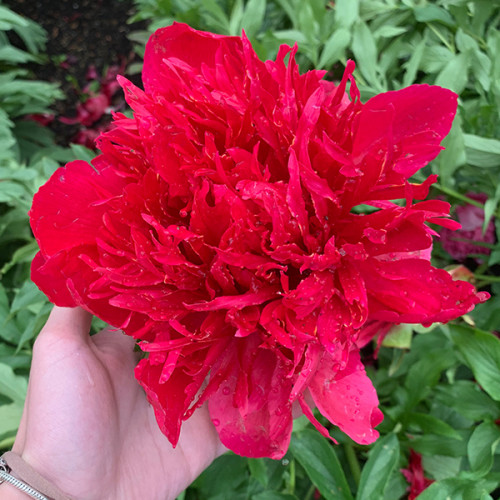 Купити саджанці півонії трав'янистої Мені Хеппі Ретурнс