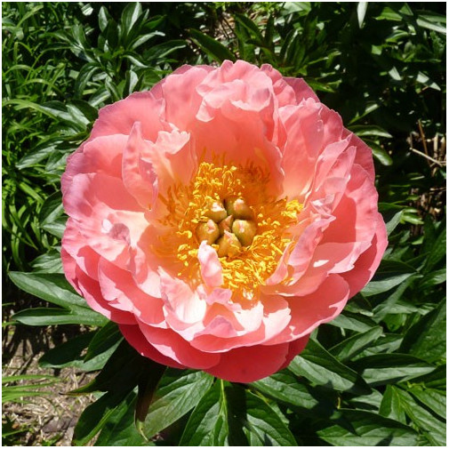 Купить саженцы пиона травянистого Пинк Гавайан Корал