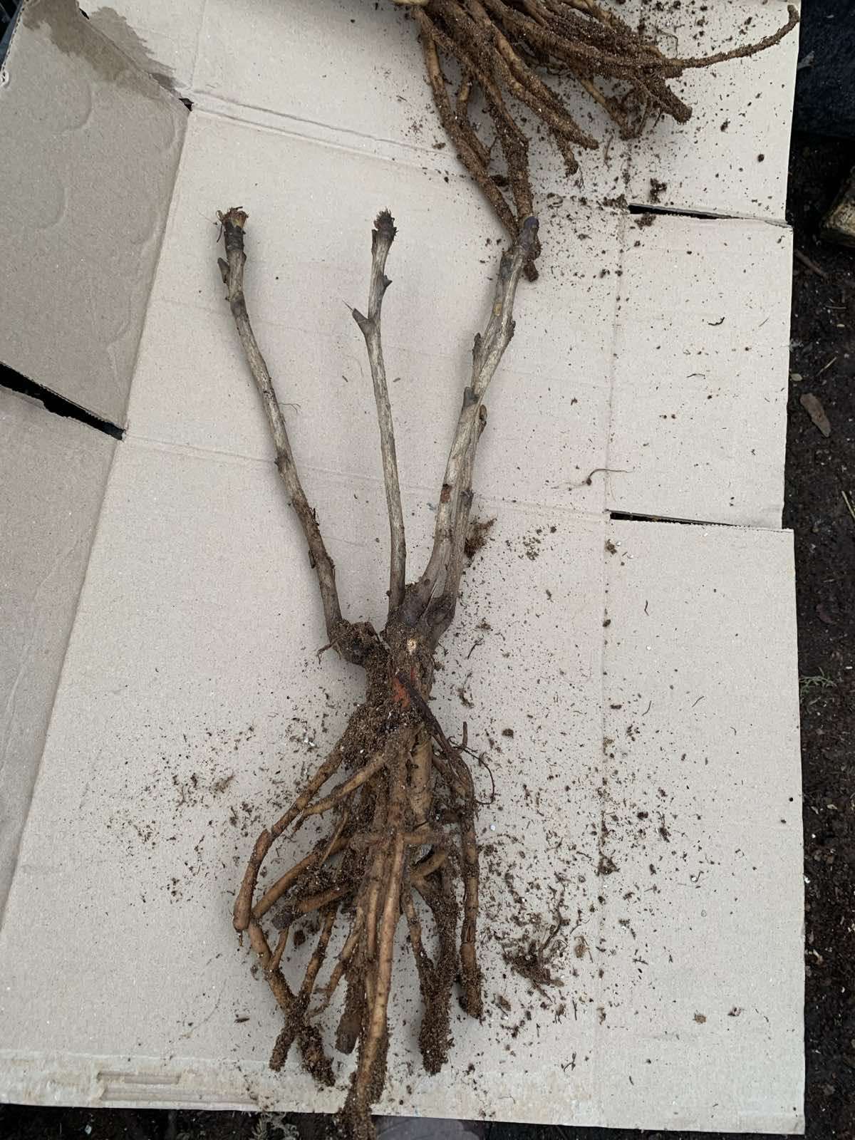 Купити саджанці деревовидних півоній