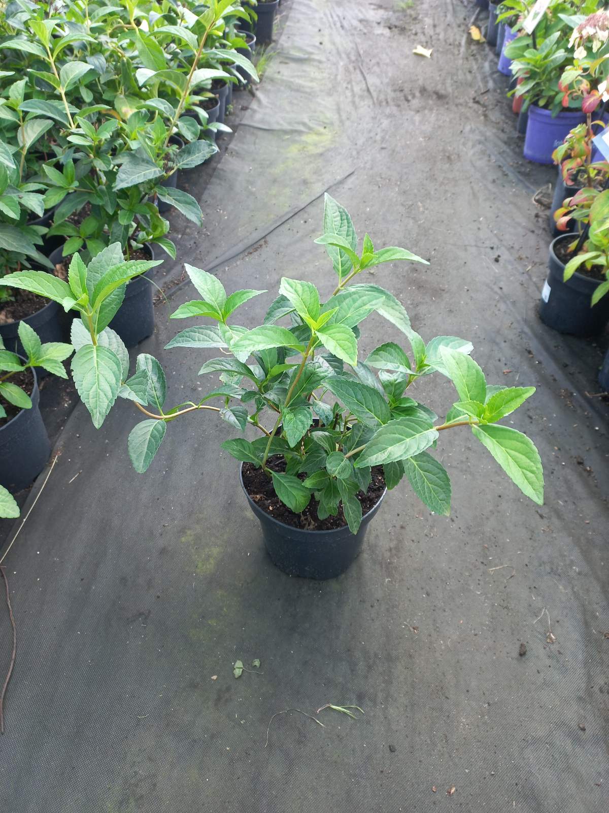 Купити саджанці гортензії ампельної "Runaway Bride"