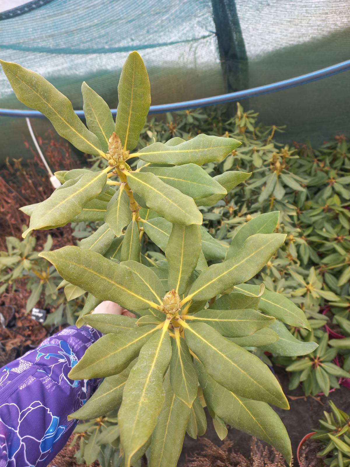 Купити саджанці рододендрону Нова Зембла