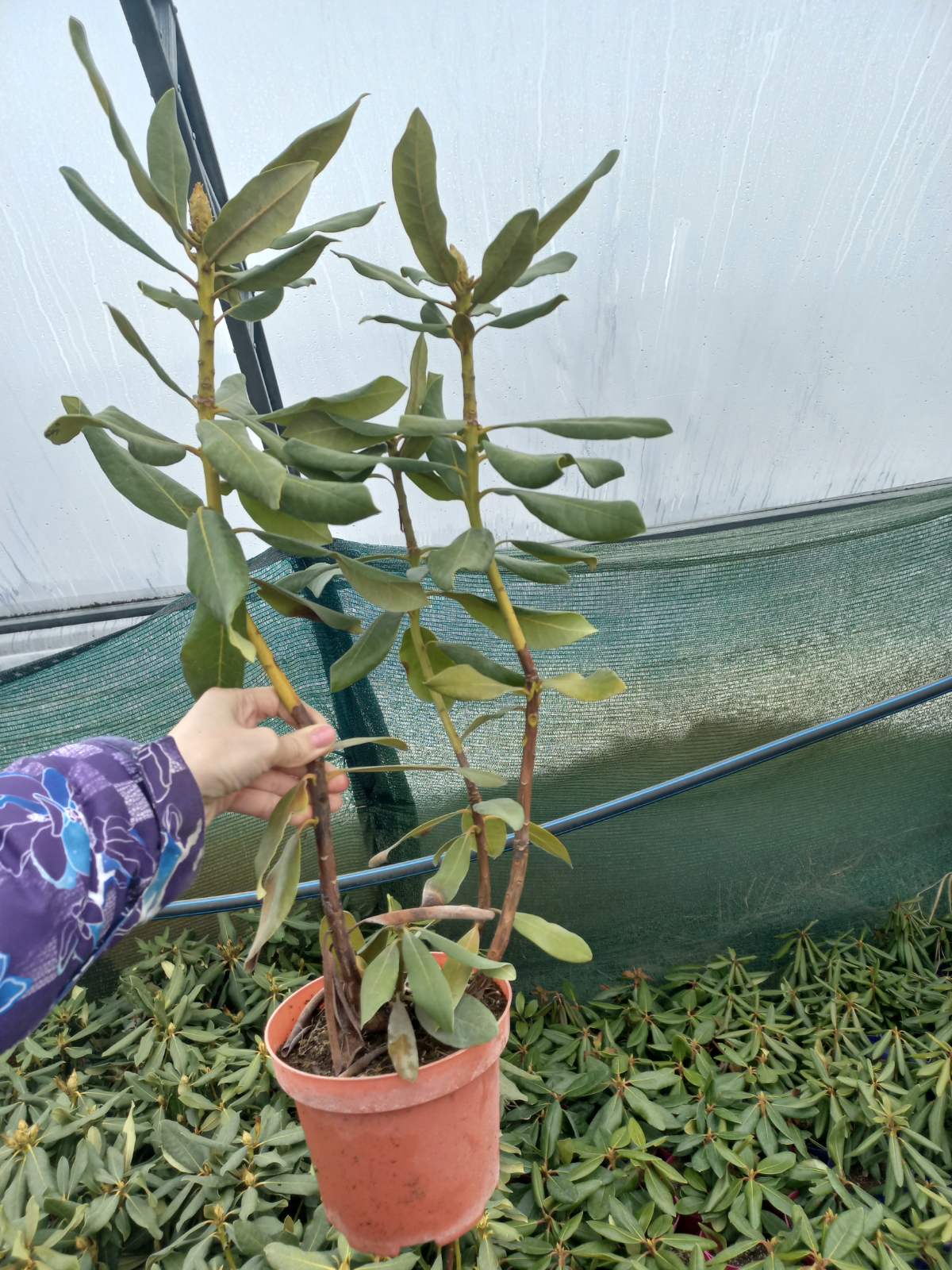 Купити саджанці рододендрону Нова Зембла