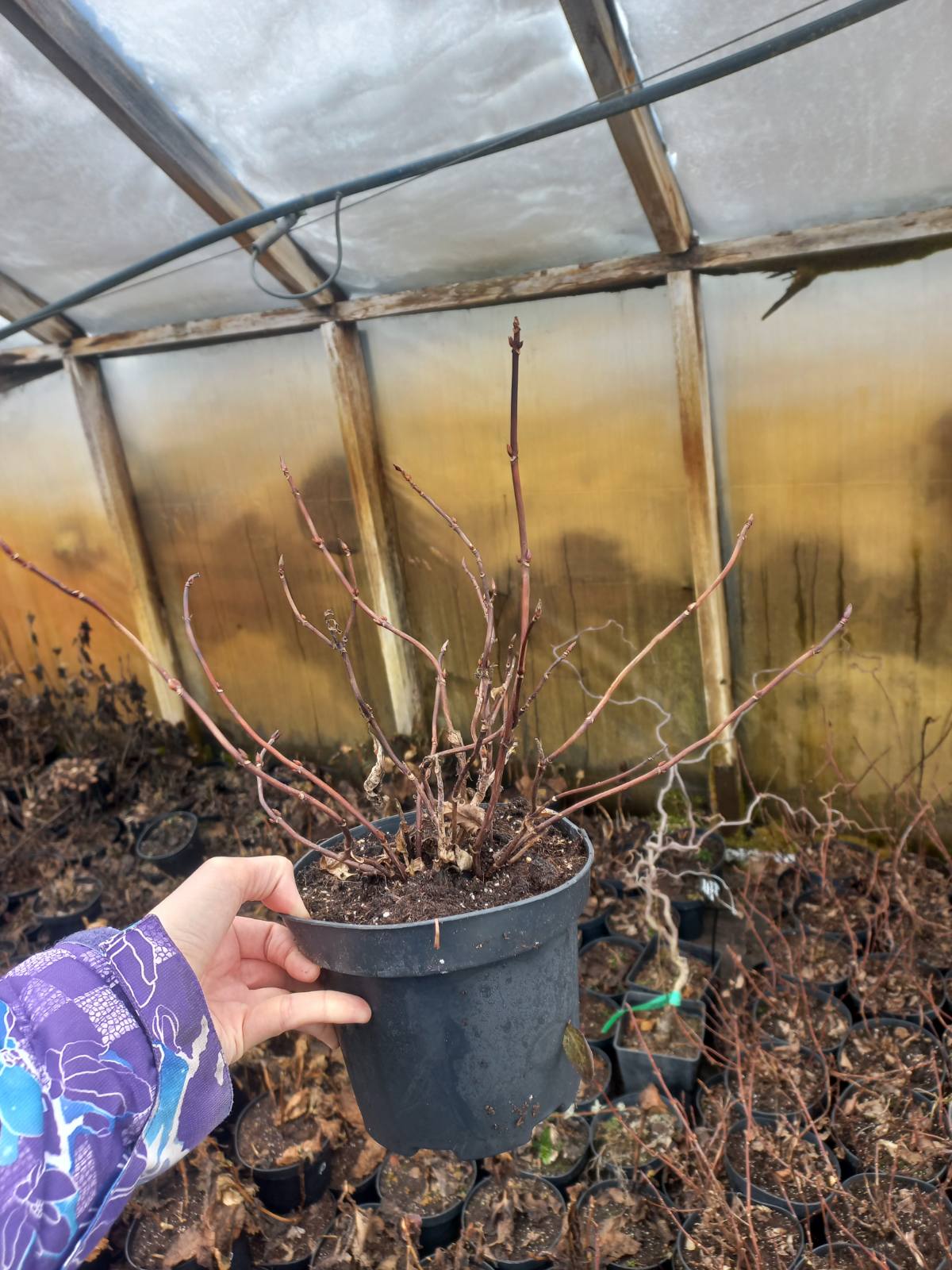 Купити саджанці гортензії ампельної "Runaway Bride"