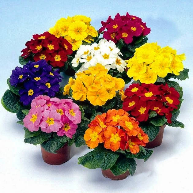 Купити примулу