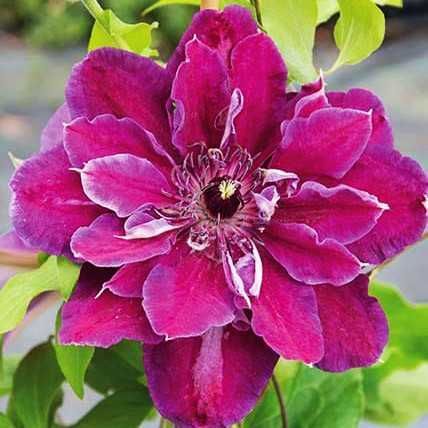 Купить Клематис "My Beauty" (Май Бьюти)