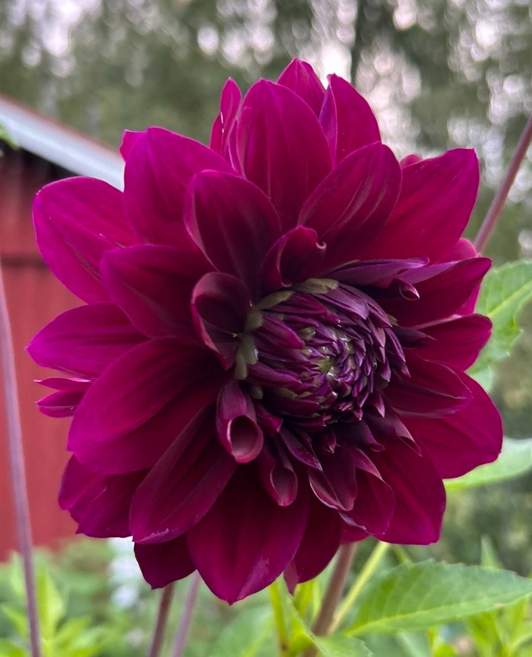 Купити бульби жоржини Адмірал Ролінгс