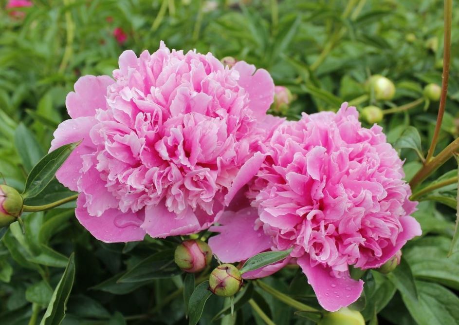 Купить корневище пиона травянистого Александр Флеминг