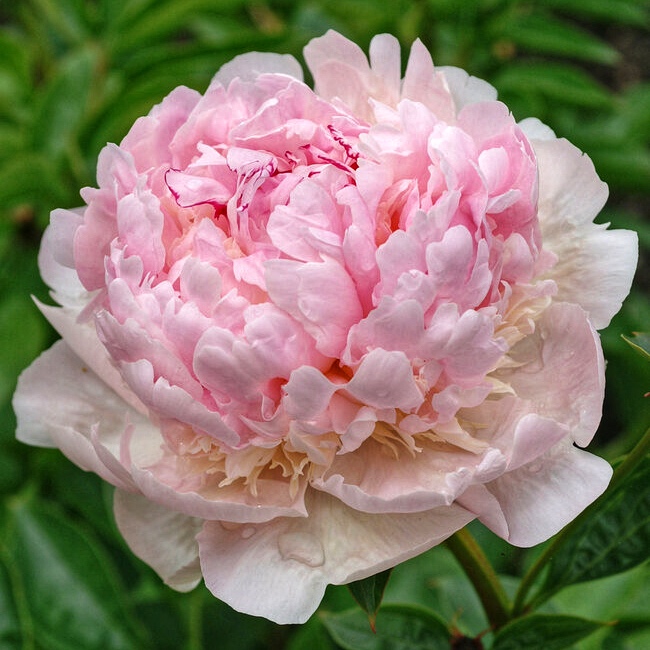 Купить корневище пиона травянистого Энджел Чикс