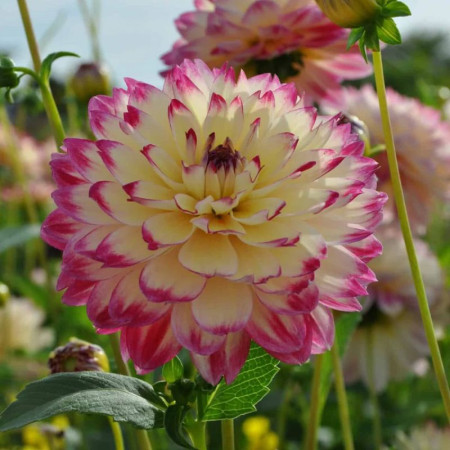 Купити бульби жоржини Афродіта