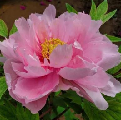 Купити саджанці півонії деревовидної Ba Qian Dai Chun