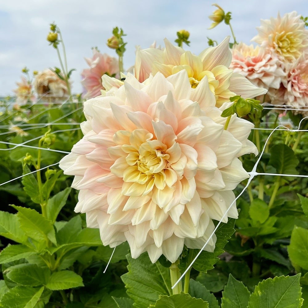 Купити бульби жоржини Брейк Аут